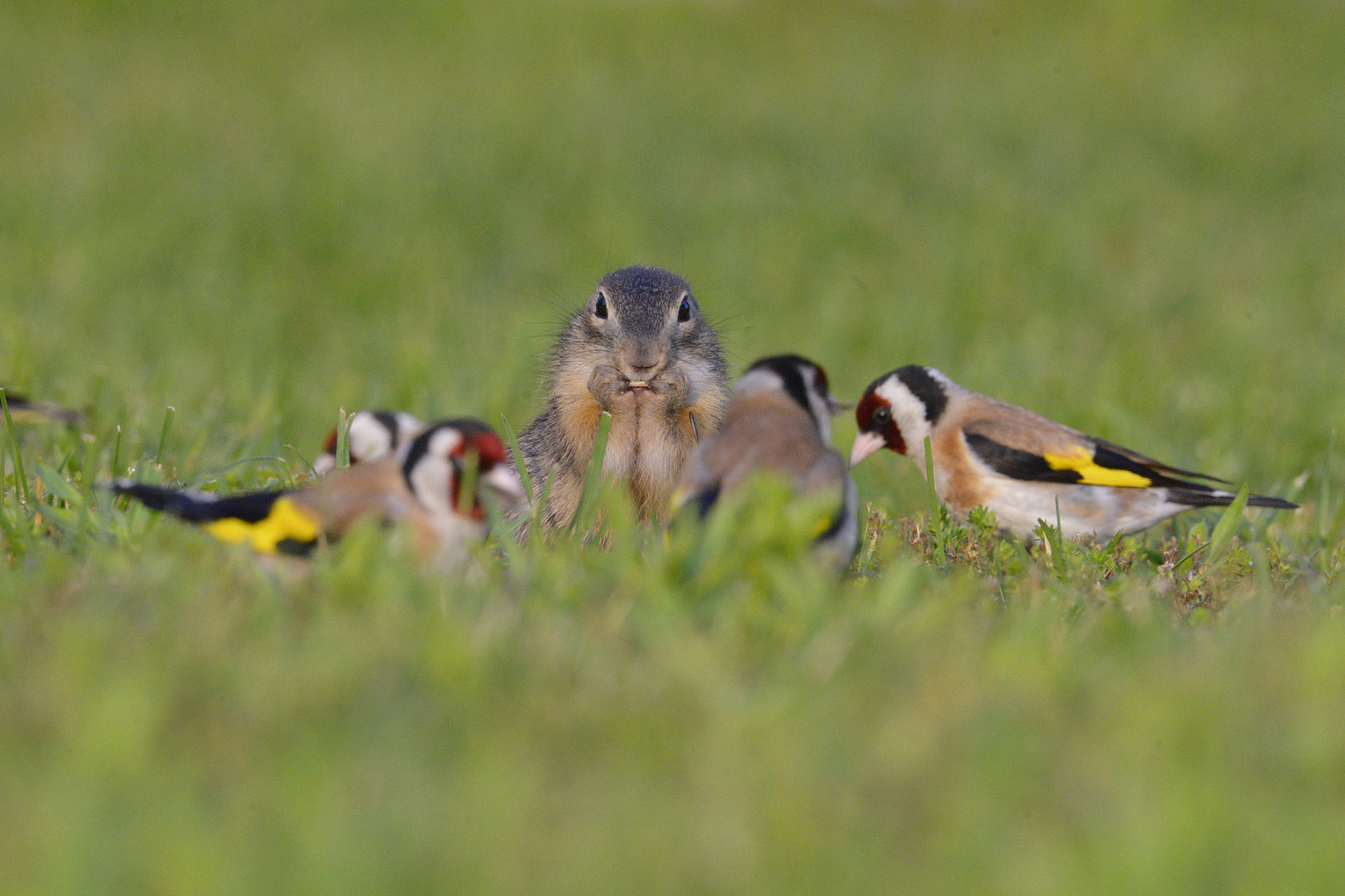 Крапчатый суслик