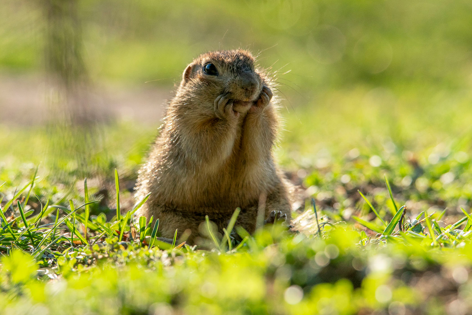 Крапчатый суслик