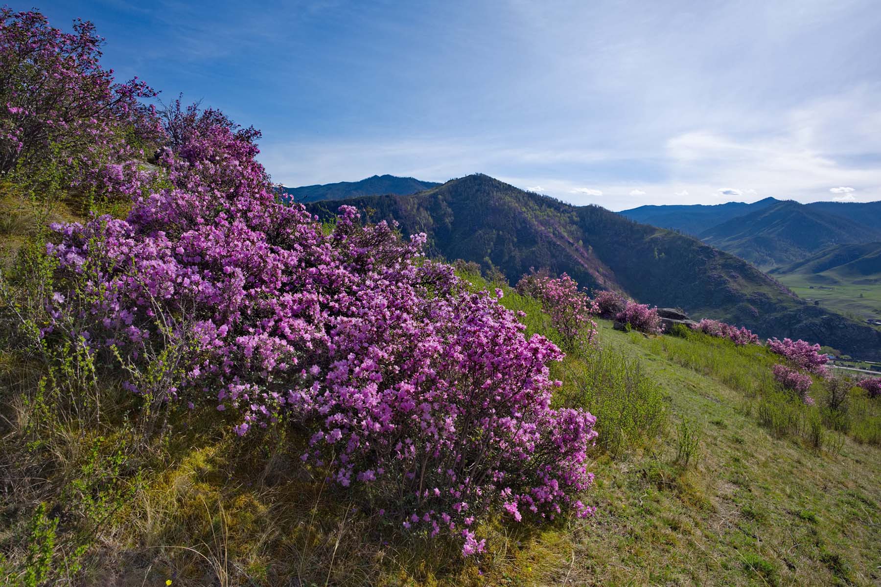 Цветущий маральник (рододендрон) на скалах Горного Алтая