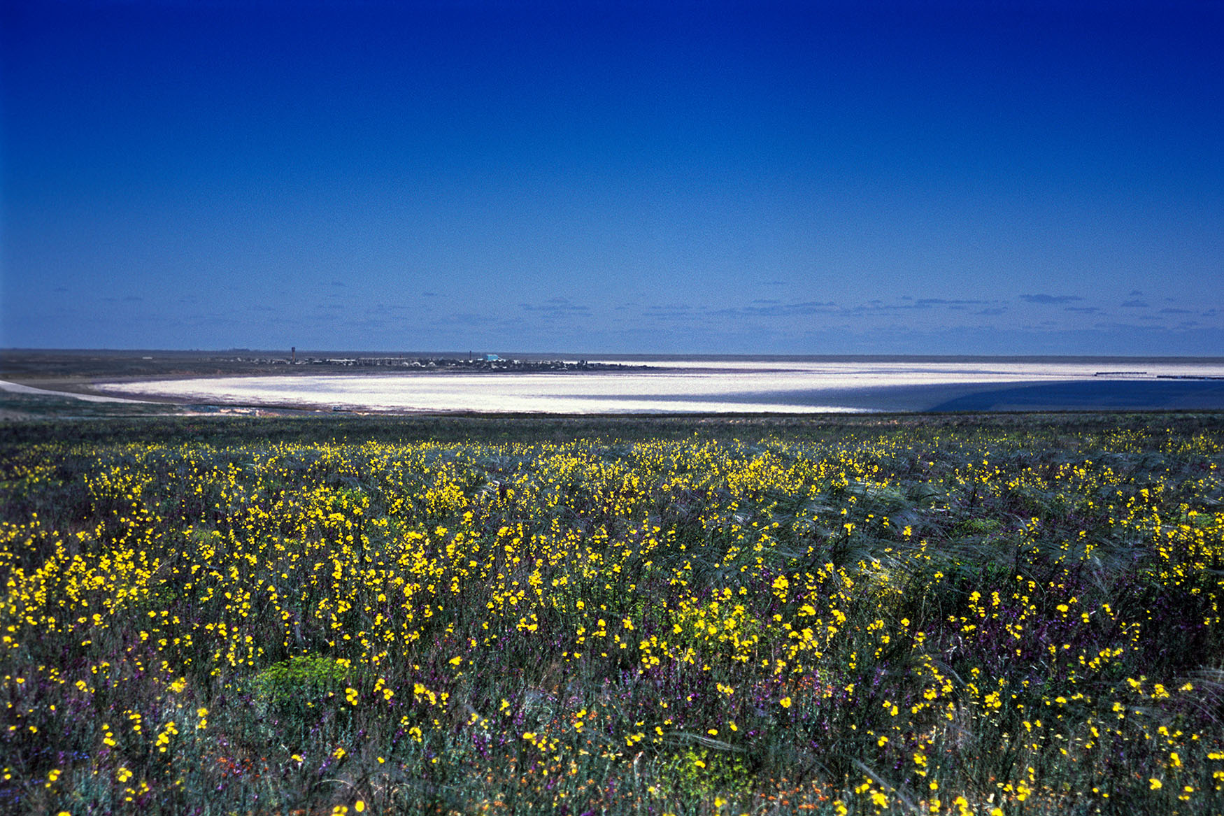 Цветущая степь, Нижний Баскунчак, Богдинско-Баскунчакский заповедник