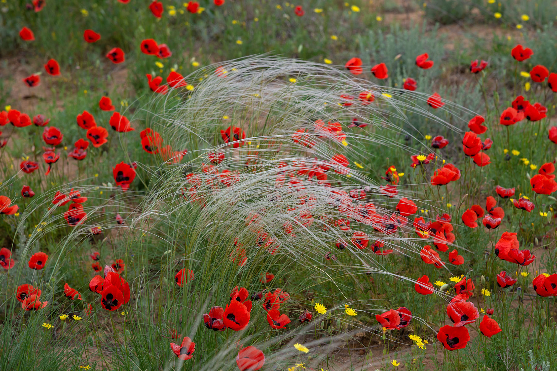 Цветущая калмыцкая степь