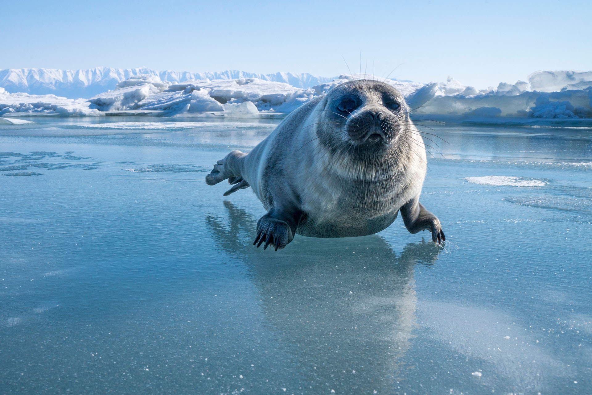 Нерпа, озеро Байкал