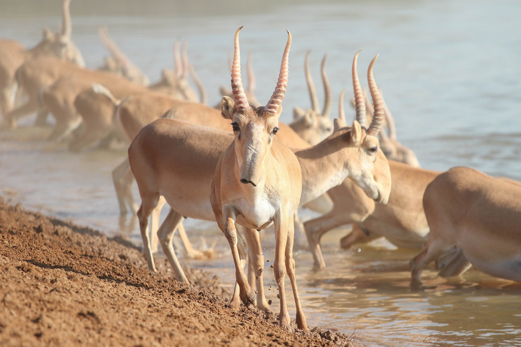  Сайгаки на водопое, республика Калмыкия