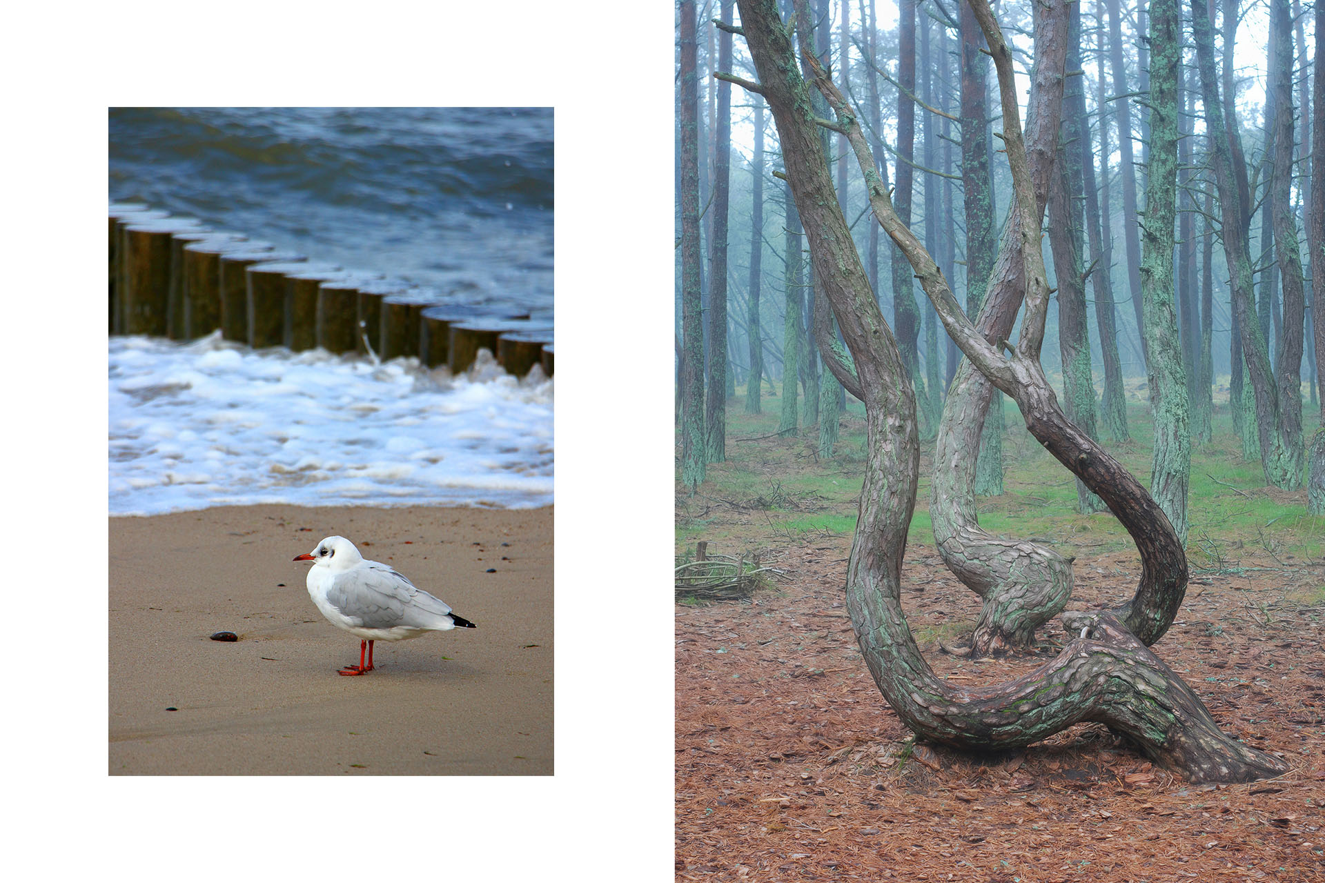 Балтийское море / «Танцующий лес» на Куршской косе