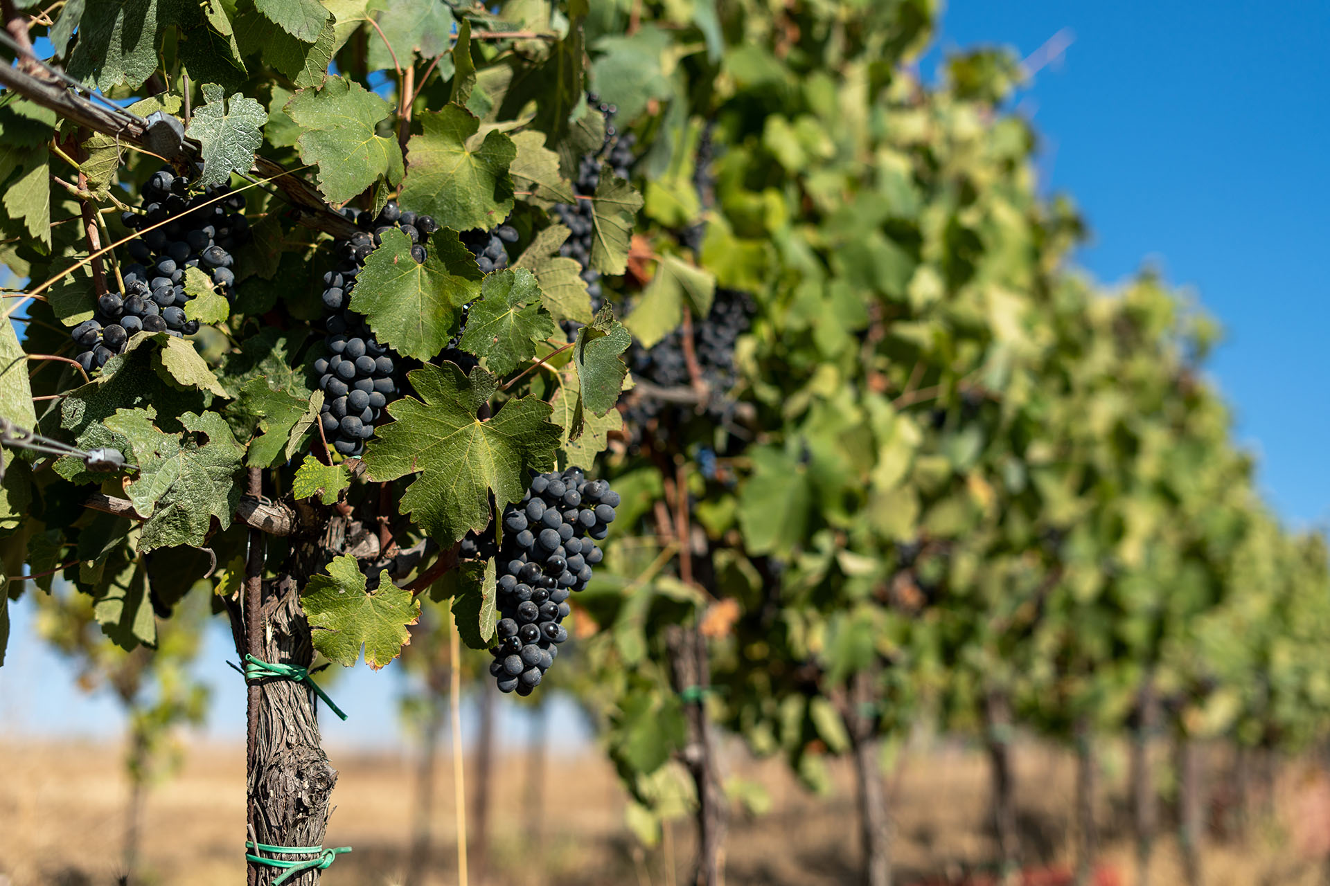 Винодельня «Шумринка»