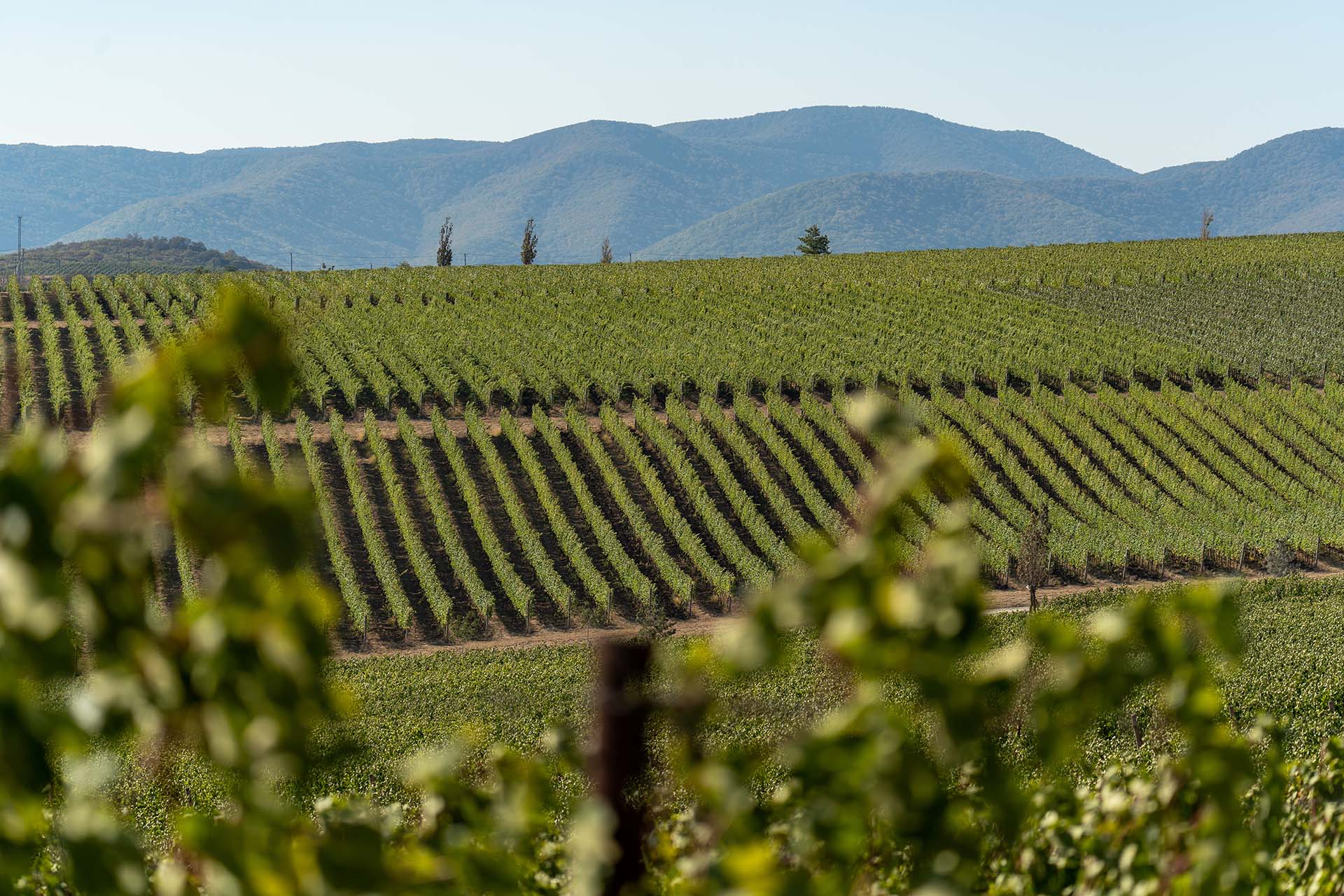 Винодельня «Шумринка»