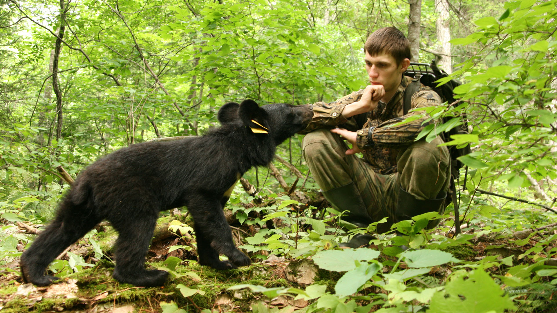 Кадр из фильма «Мои медведи. Гималайцы»