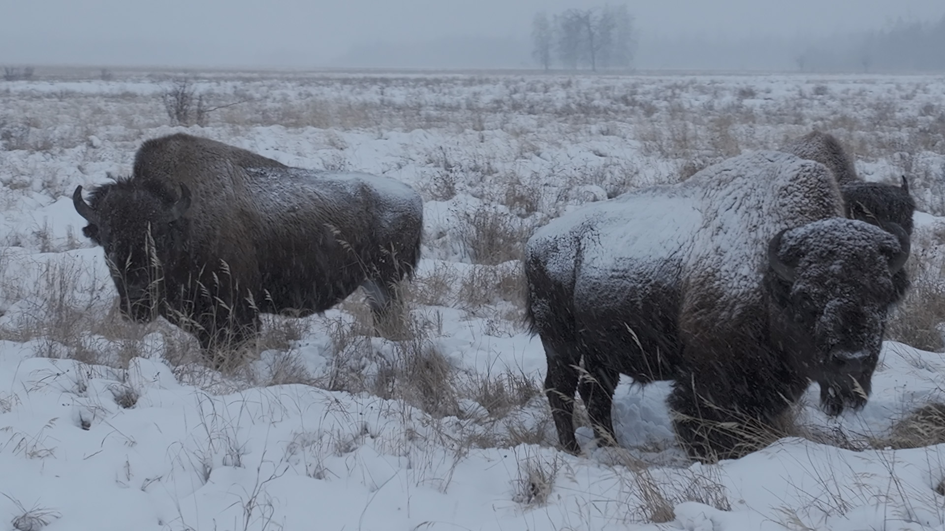 Кадр из фильма «Быки холода. Возвращение»