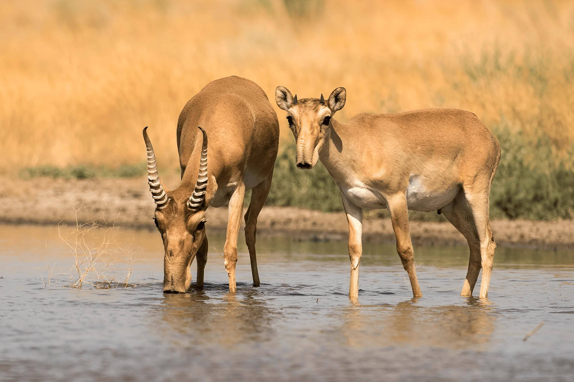 Сайгаки в ФГБУ «Государственный заповедник «Чёрные земли»