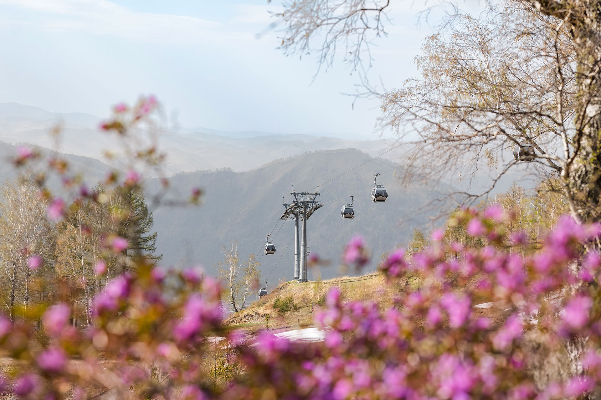 Цветение маральника