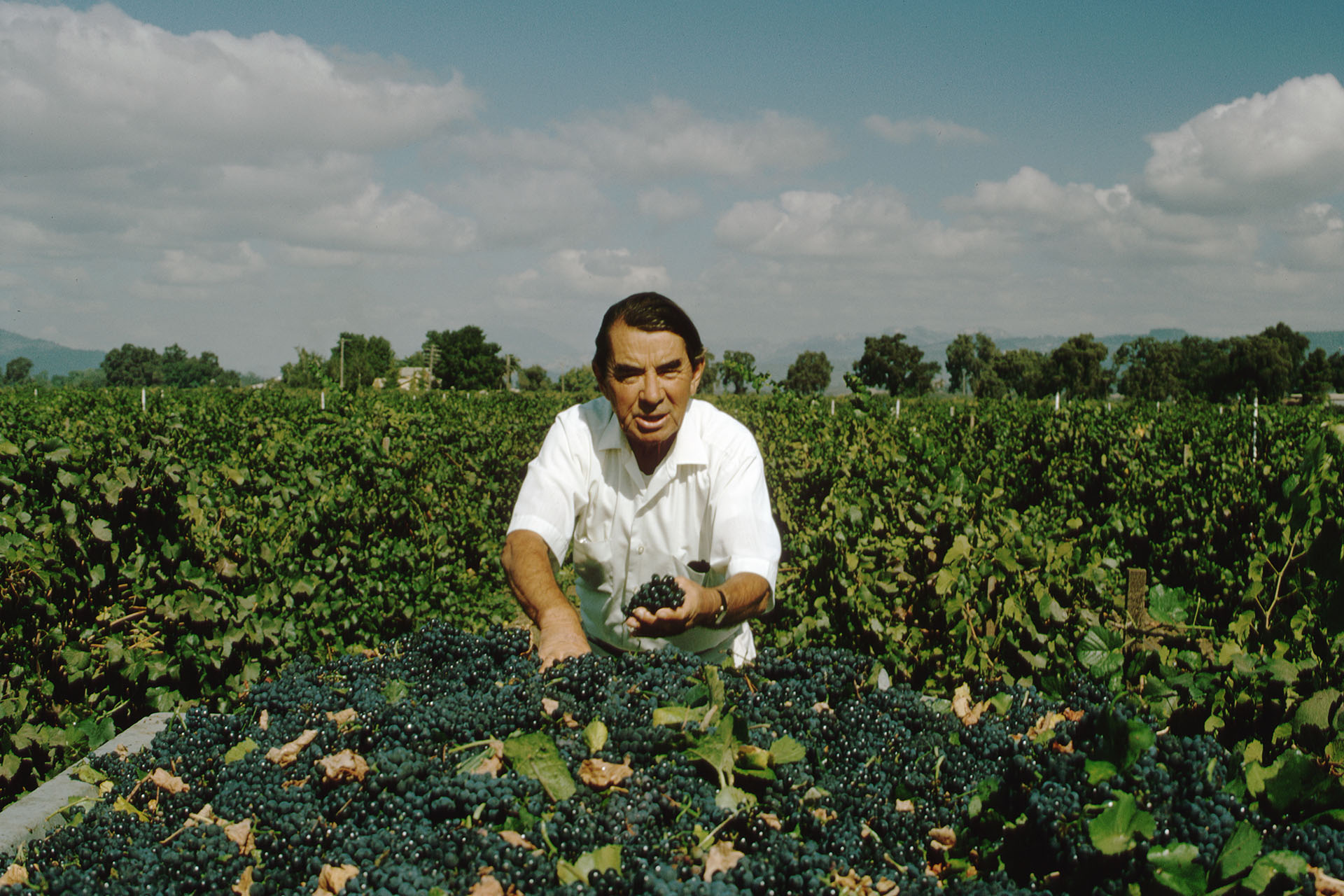 Андрей Челищев / Andre Tchelistcheff