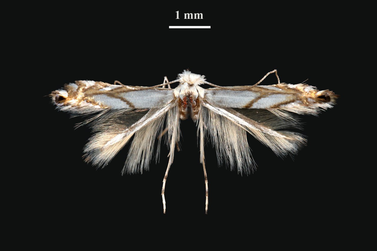 Phyllonorycter leucocorona