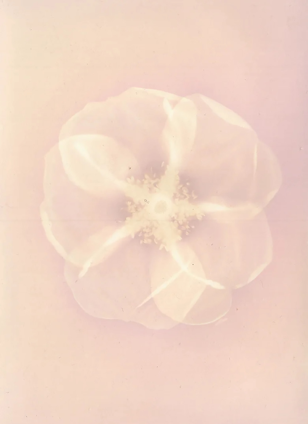 Flower Spirit 55. Rosa