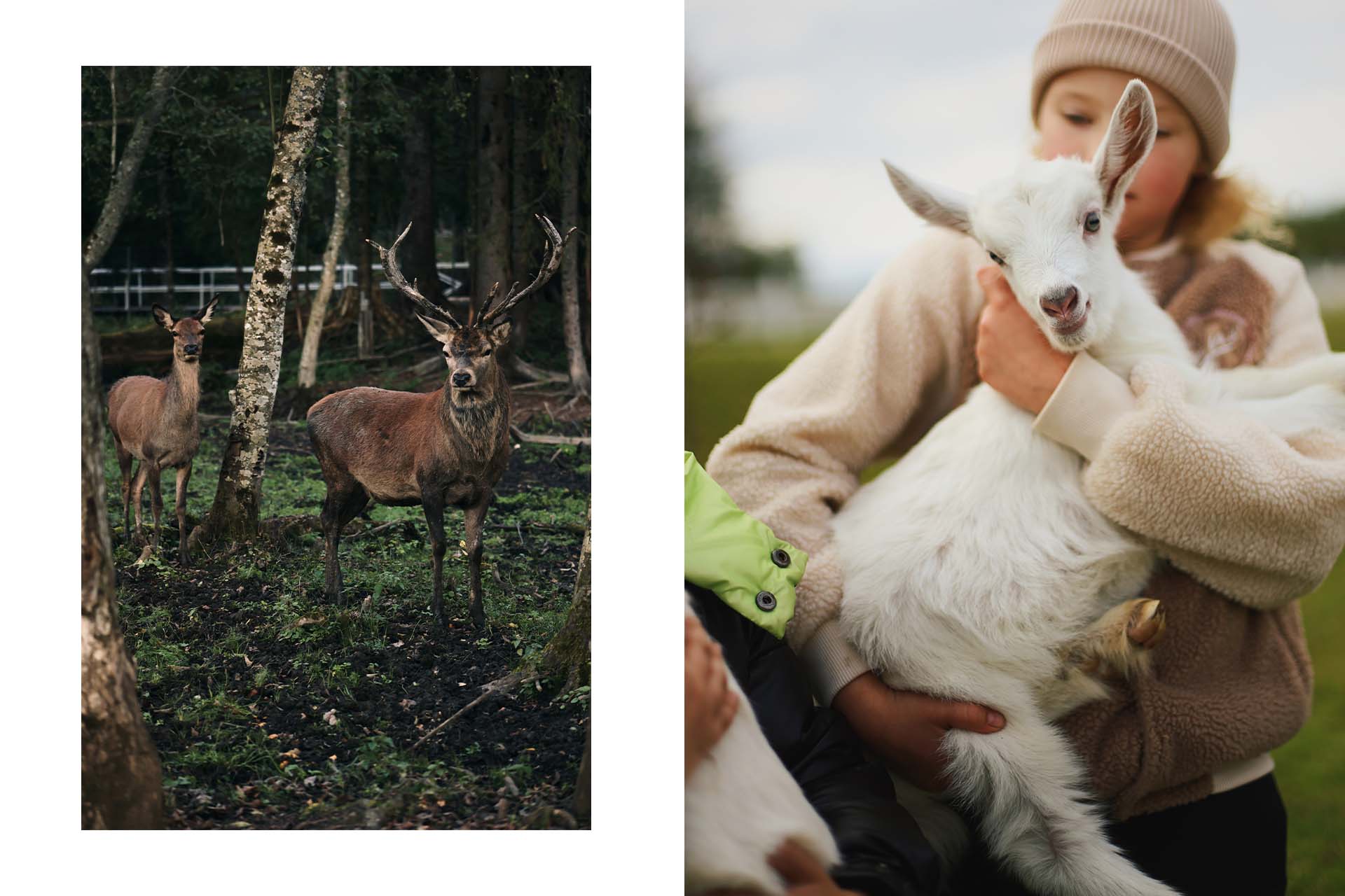 На ферме отеля