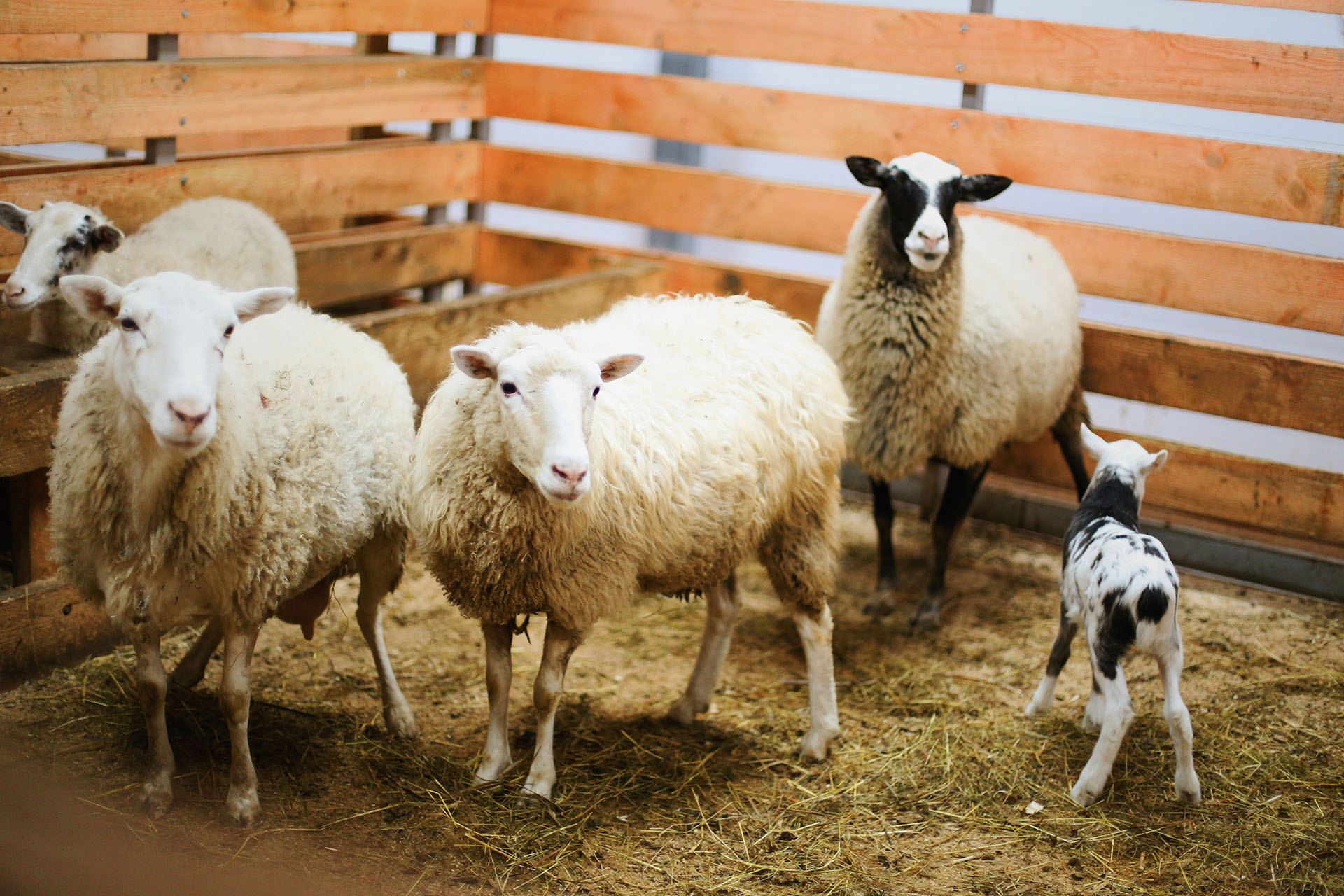 На ферме отеля