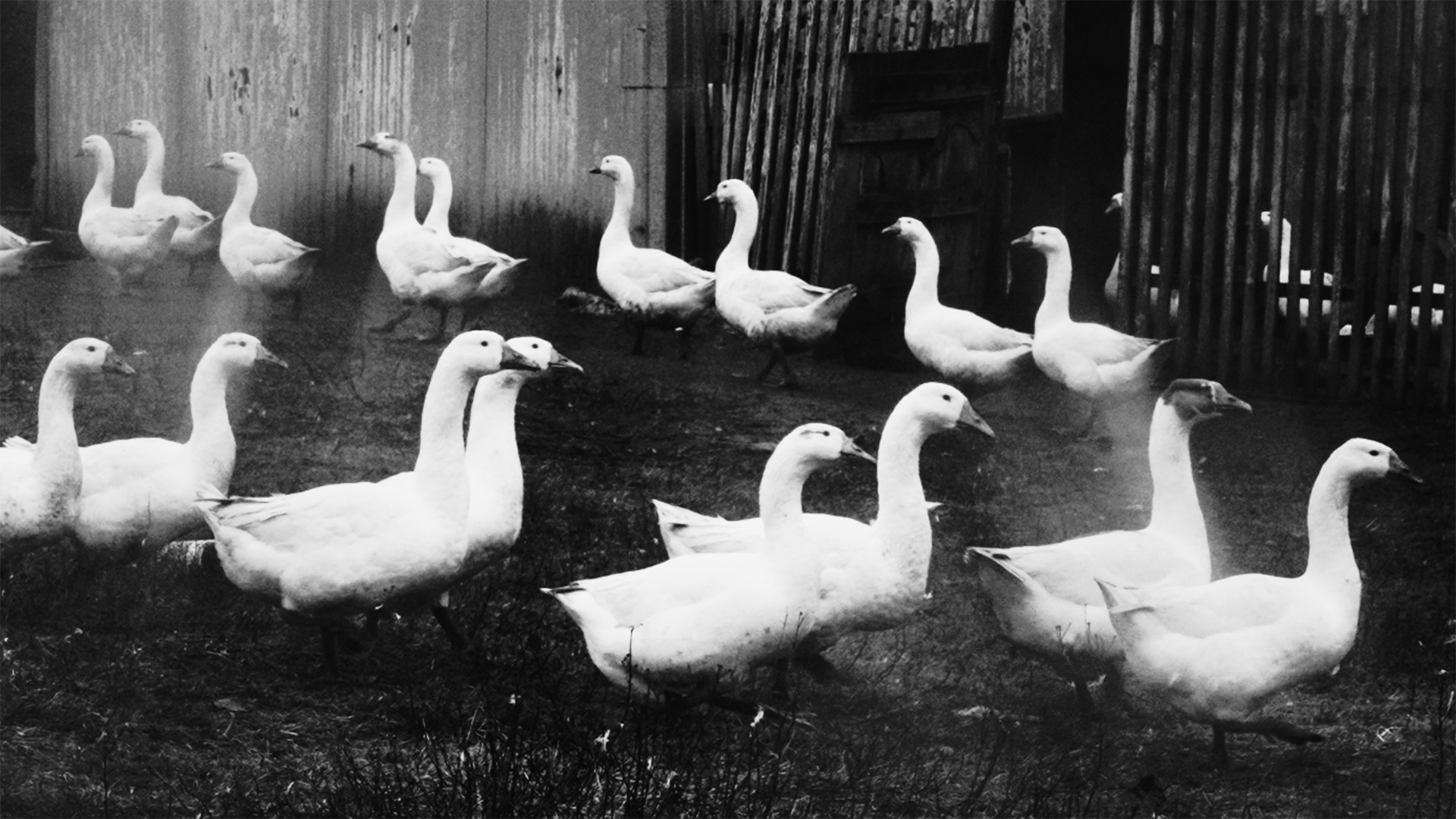 Кадр из фильма «Маленький человек»