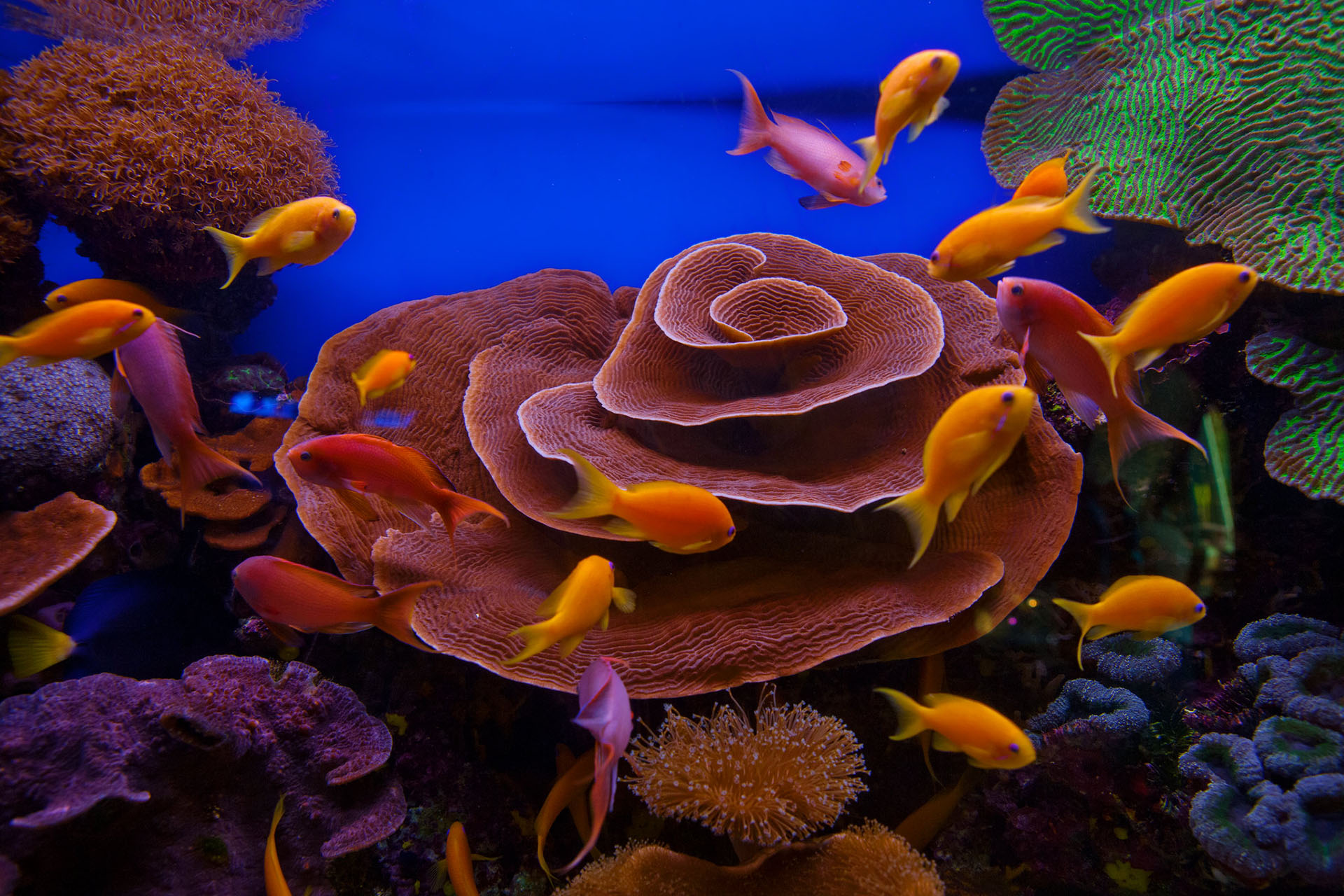 В подводной обсерватории